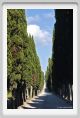 tenuta_di_arceno239
