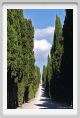 tenuta_di_arceno240