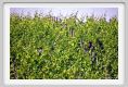 tenuta_di_arceno097
