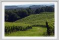 tenuta_di_arceno245