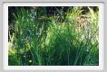 tenuta_di_arceno253
