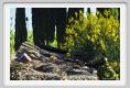 tenuta_di_arceno255