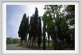 tenuta_di_arceno100