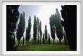 tenuta_di_arceno104