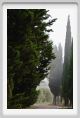 tenuta_di_arceno105