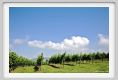 tenuta_di_arceno120