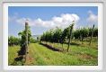 tenuta_di_arceno121