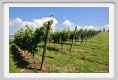 tenuta_di_arceno122