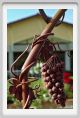 tenuta_di_arceno124