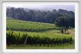 tenuta_di_arceno125