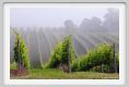 tenuta_di_arceno127