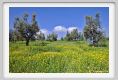 tenuta_di_arceno128