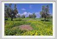tenuta_di_arceno129