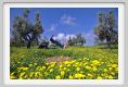 tenuta_di_arceno132