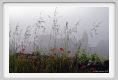 tenuta_di_arceno137