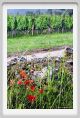 tenuta_di_arceno138