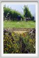 tenuta_di_arceno142