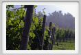 tenuta_di_arceno145