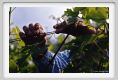 tenuta_di_arceno146