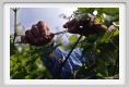 tenuta_di_arceno147