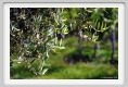 tenuta_di_arceno149