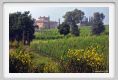 tenuta_di_arceno150