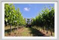 tenuta_di_arceno152