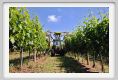tenuta_di_arceno153