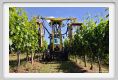 tenuta_di_arceno154