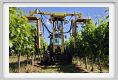 tenuta_di_arceno155