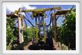 tenuta_di_arceno156