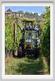 tenuta_di_arceno159