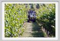 tenuta_di_arceno160