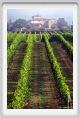 tenuta_di_arceno161