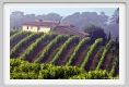 tenuta_di_arceno163