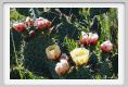 tenuta_di_arceno166