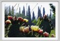 tenuta_di_arceno167