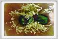 tenuta_di_arceno174