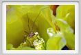 tenuta_di_arceno178