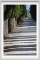 tenuta_di_arceno185