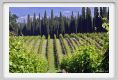 tenuta_di_arceno188