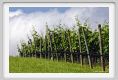tenuta_di_arceno189