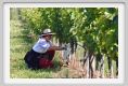 tenuta_di_arceno190