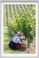 tenuta_di_arceno191