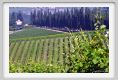 tenuta_di_arceno192
