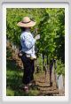 tenuta_di_arceno193