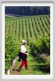 tenuta_di_arceno196