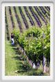 tenuta_di_arceno199