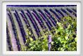 tenuta_di_arceno200