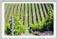 tenuta_di_arceno201